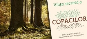 Read more about the article Viata secreta a copacilor